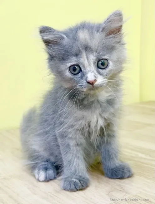 ID:2108-00156の子猫