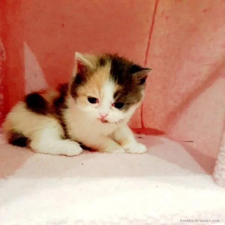 ID：2306-02503の子猫