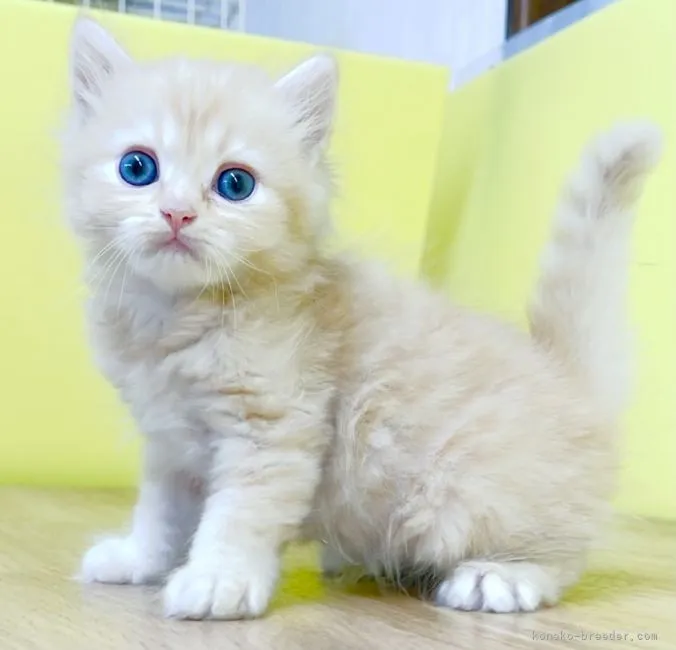 ID：2110-00021の子猫