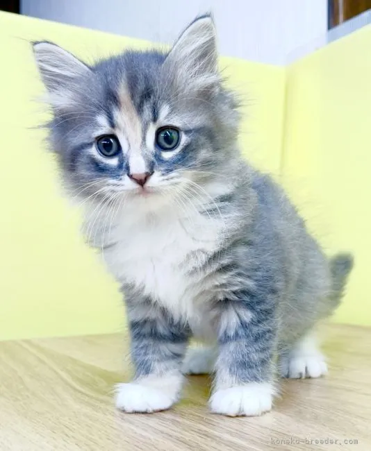 ID：2109-01091の子猫