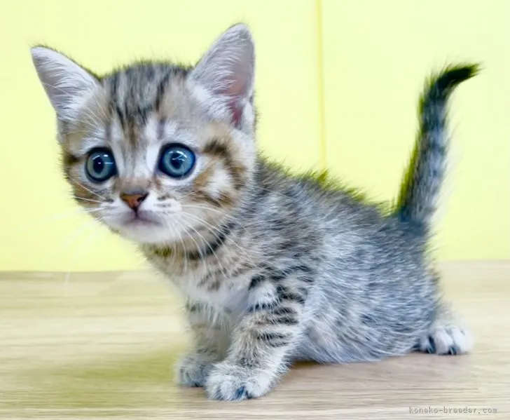 かほ 様のお迎えした子猫