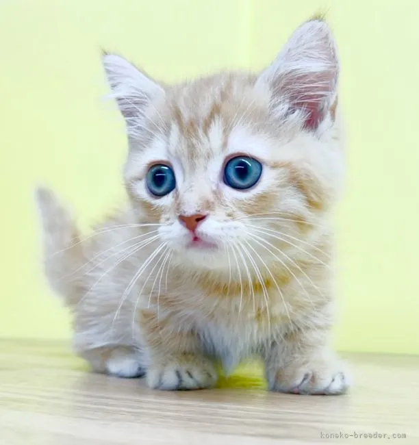 ID:2110-02009の子猫
