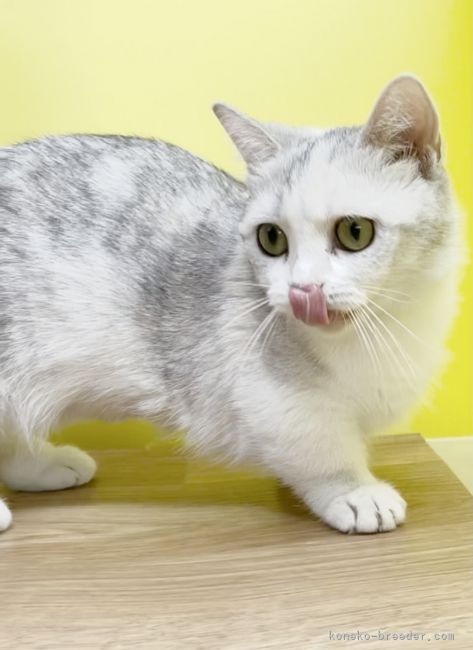 ミヌエット【・女の子・2020年4月15日・ダイリュートキャリコ】