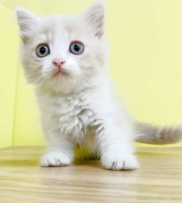 かずポン 様のお迎えした子猫