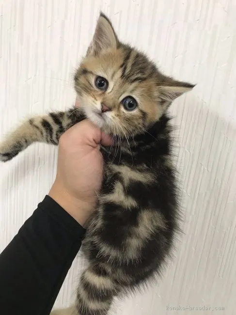 ナポレオン 様のお迎えした子猫