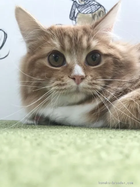 ID：2102-00350の子猫