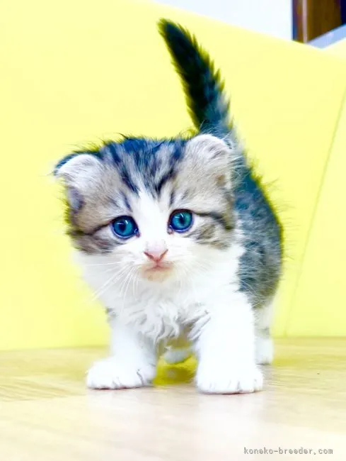 ID：2111-01210の子猫