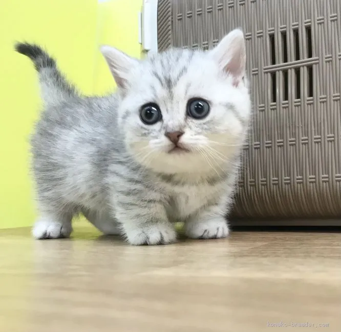 みーちゃん 様のお迎えした子猫