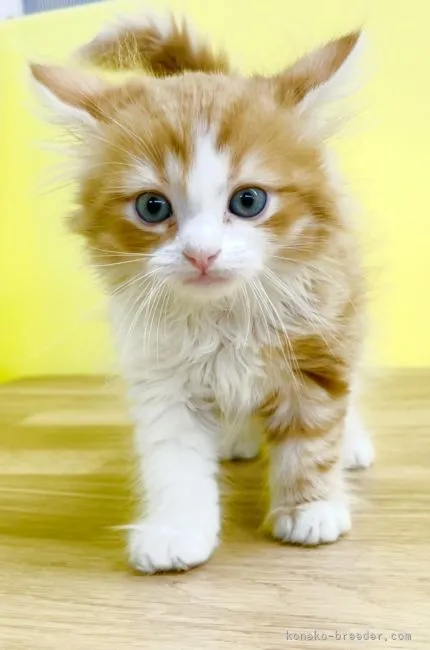 ID:2107-01517の子猫