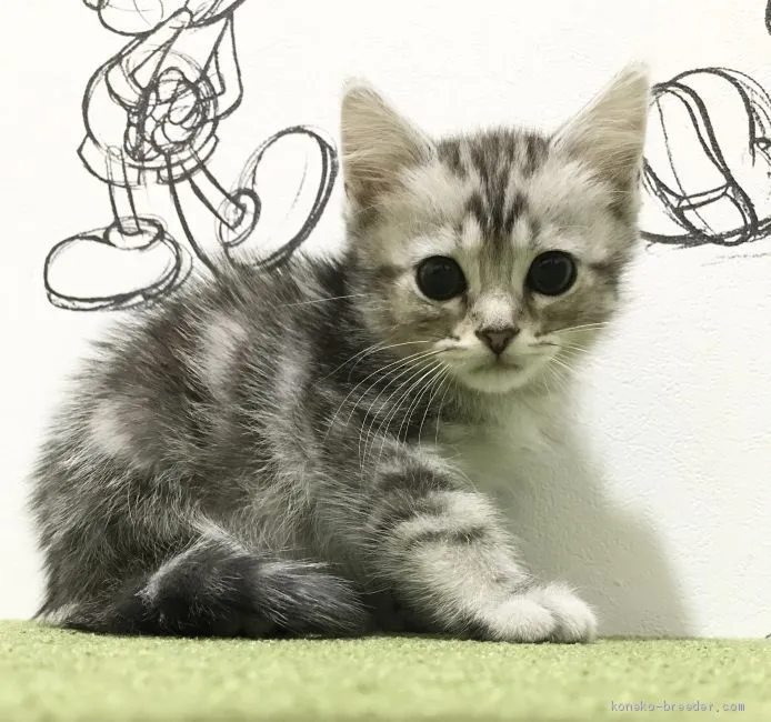 匿名 様のお迎えした子猫