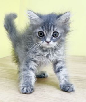 スコティッシュフォールド(立ち耳)【東京都・女の子・2021年6月10日・ブルータビー】の写真「❤️期間限定サマーセール❤️」