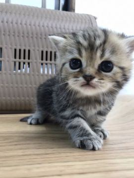 ミヌエット【東京都・男の子・2020年12月7日・ブラウンタビー】の写真「コロコロかわいい男の子」