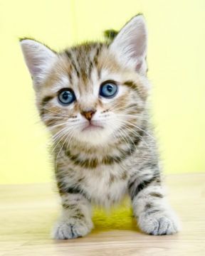 ミヌエット【東京都・男の子・2021年6月14日・ブラウンタビー】の写真「❤️甘ったれなイケメン君❤️」