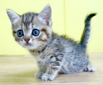 ミヌエット【東京都・男の子・2021年6月14日・ブラウンタビー】の写真「❤️期間限定サマーセール❤️」