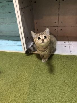 ミヌエット【東京都・女の子・2020年7月20日・ブラウンタビー】の写真「淡いブラウンがキレイな女の子」