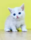 ミヌエット【東京都・男の子・2021年10月3日・クリームタビー&ホワイト】の写真1