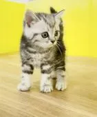 ミヌエット【東京都・男の子・2021年4月10日・シルバータビー】の写真3