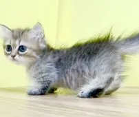 マンチカン(短足)【東京都・女の子・2021年6月26日・ブラウンタビー】の写真4