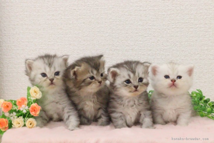 菊地　明子(きくち　あきこ)ブリーダー(東京都・アメリカンショートヘアなど・I.C.C.登録)の紹介写真2