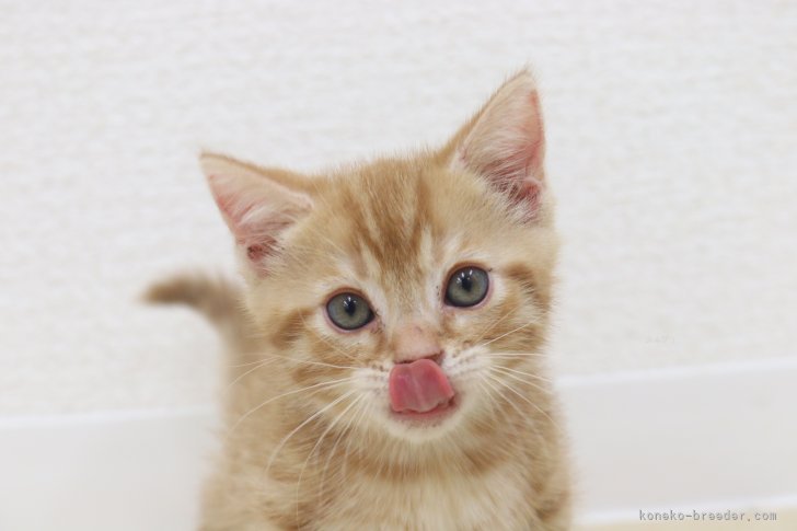 菊地　明子(きくち　あきこ)ブリーダー(東京都・アメリカンショートヘアなど・I.C.C.登録)の紹介写真5
