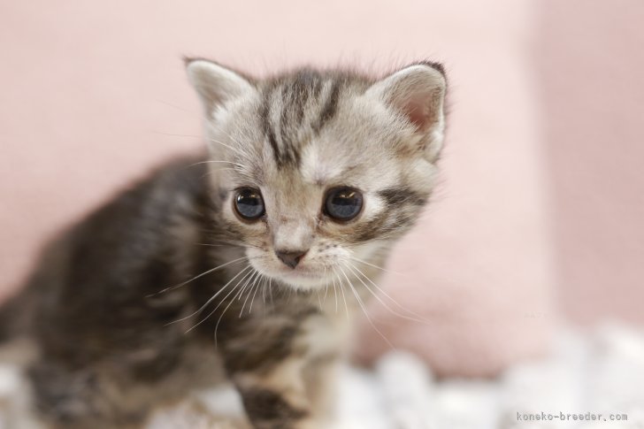 菊地　明子(きくち　あきこ)ブリーダー(東京都・アメリカンショートヘアなど・I.C.C.登録)の紹介写真8