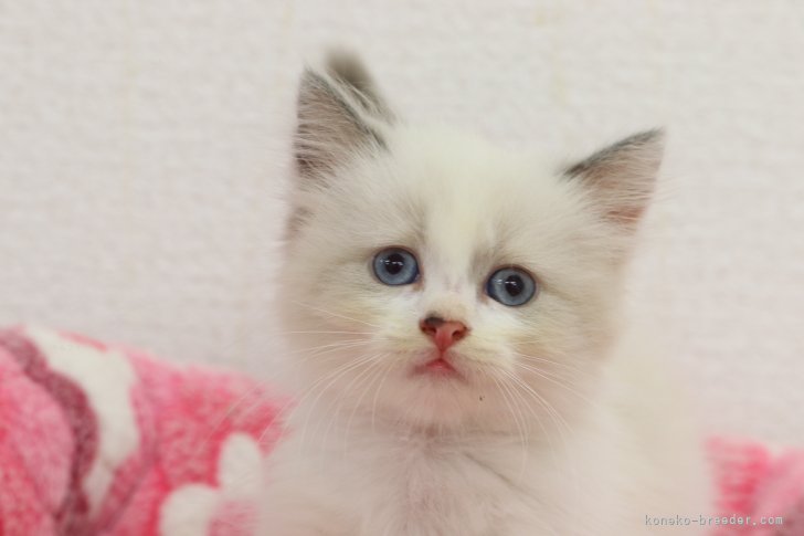 菊地　明子(きくち　あきこ)ブリーダー(東京都・アメリカンショートヘアなど・I.C.C.登録)の紹介写真9
