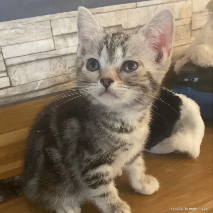 ID：2403-00110の子猫