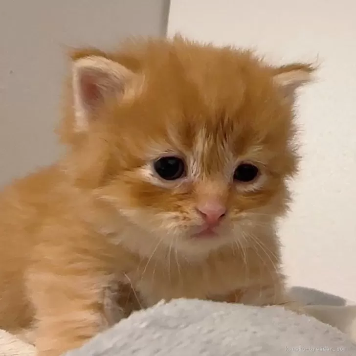 ID：2312-02633の子猫