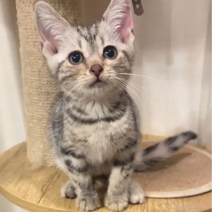 ID:2403-02350の子猫