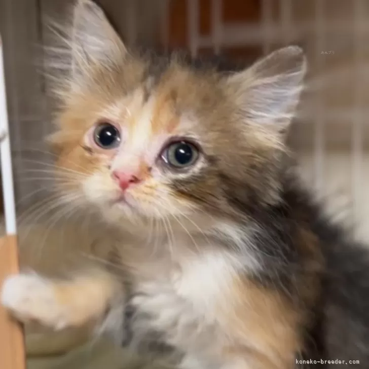 ID：2407-01260の子猫