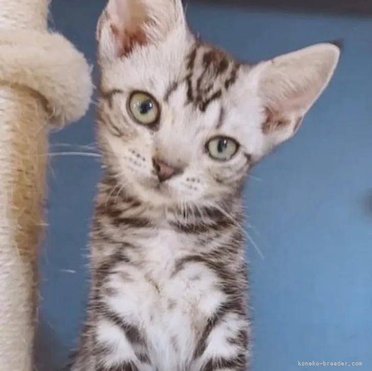 ID:2311-00059の子猫