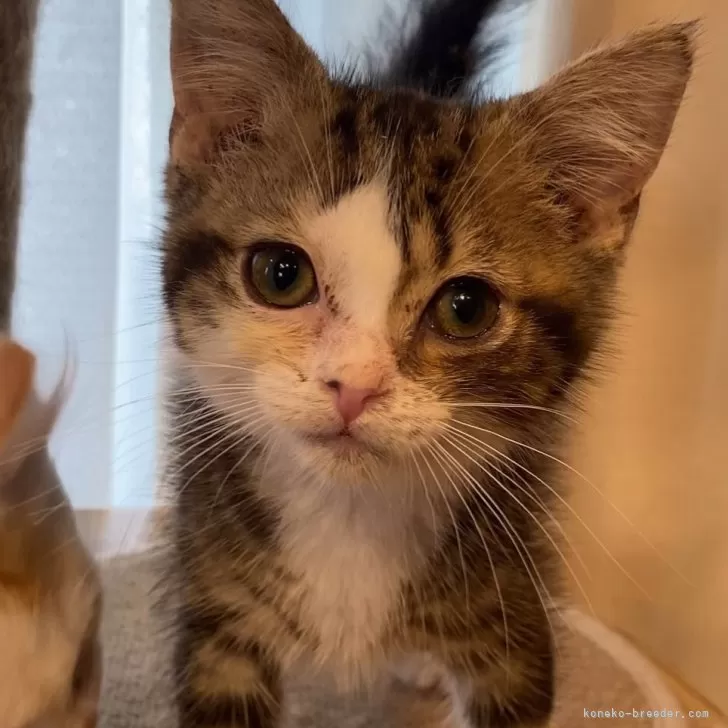 のえる 様のお迎えした子猫