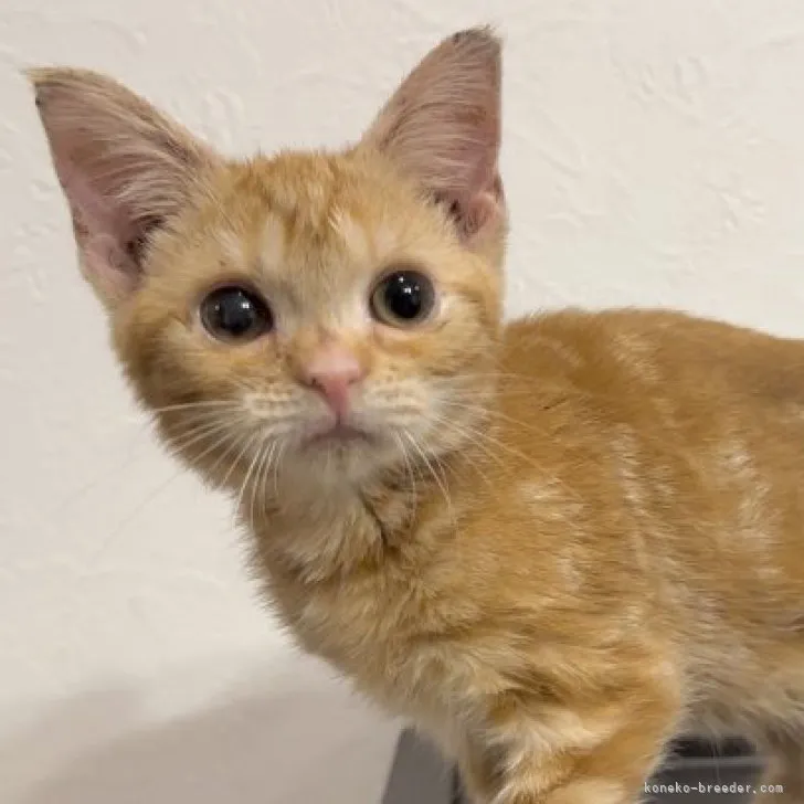 ID：2310-00549の子猫