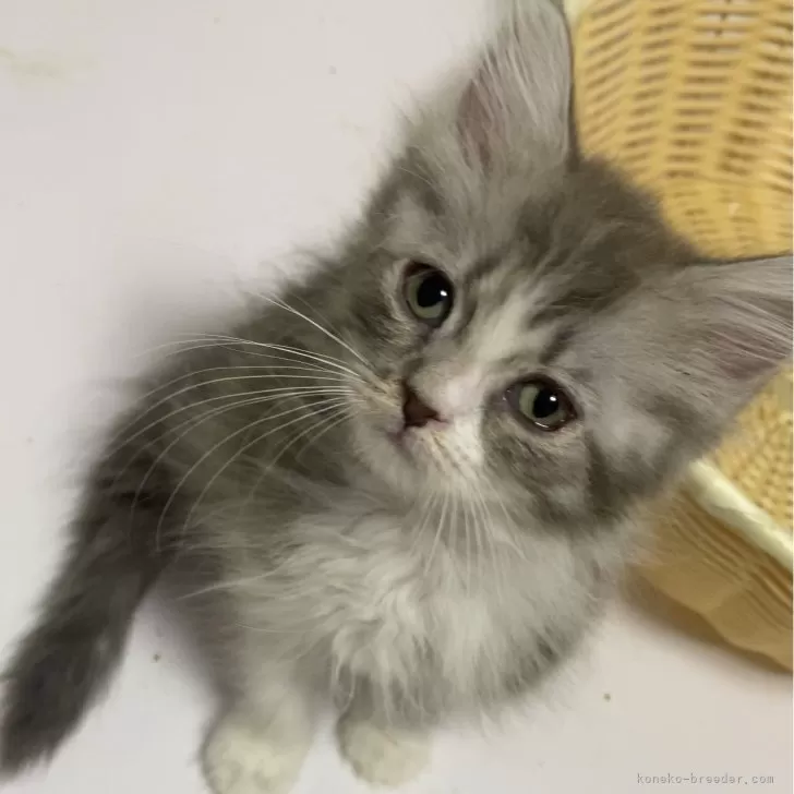 りん 様のお迎えした子猫