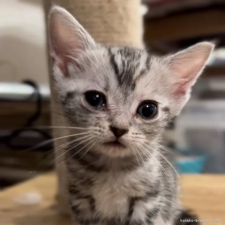 ID:2403-02355の子猫