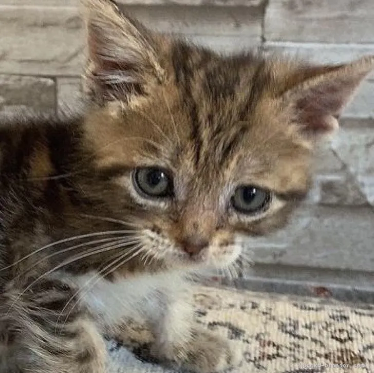 ID:2303-01178の子猫