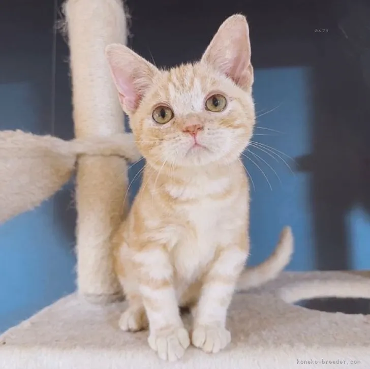 ID：2306-02973の子猫