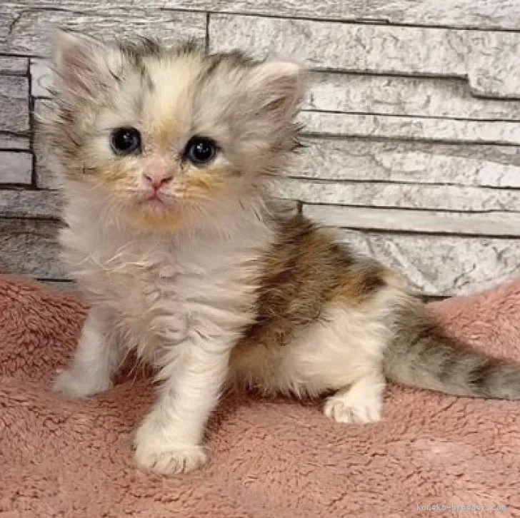 ID：2308-01622の子猫