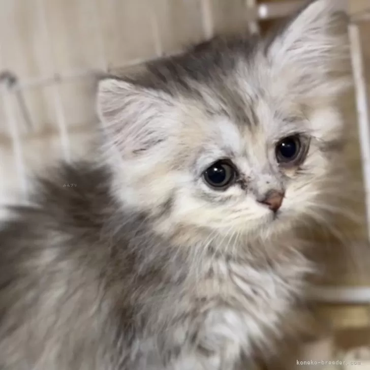 ID：2406-02995の子猫