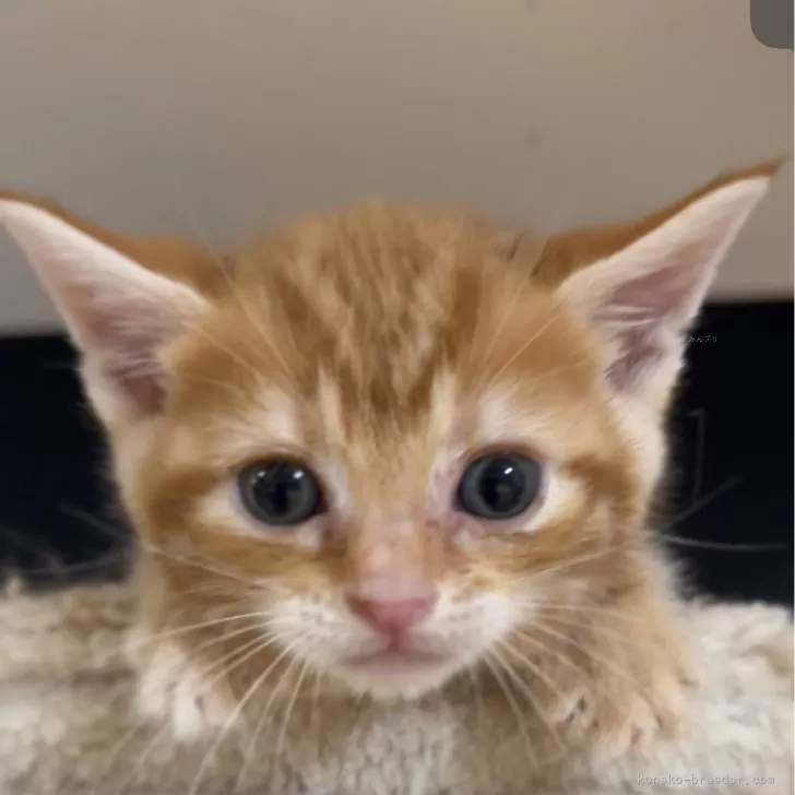 ID：2405-01249の子猫