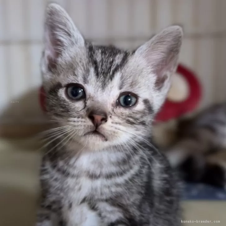 ID:2406-01721の子猫