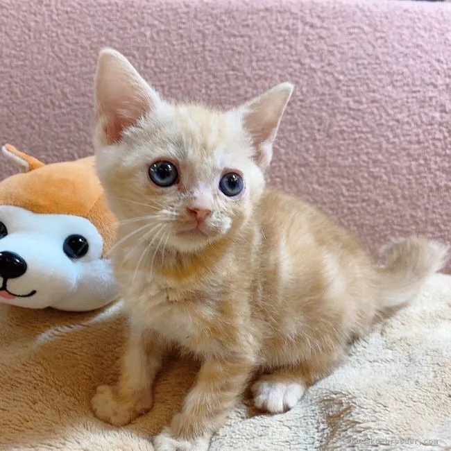 ID：2212-01565の子猫