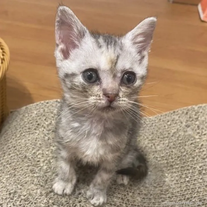 ID：2304-03241の子猫