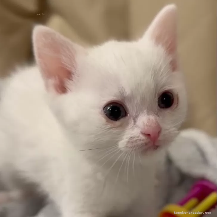 ID：2404-01233の子猫