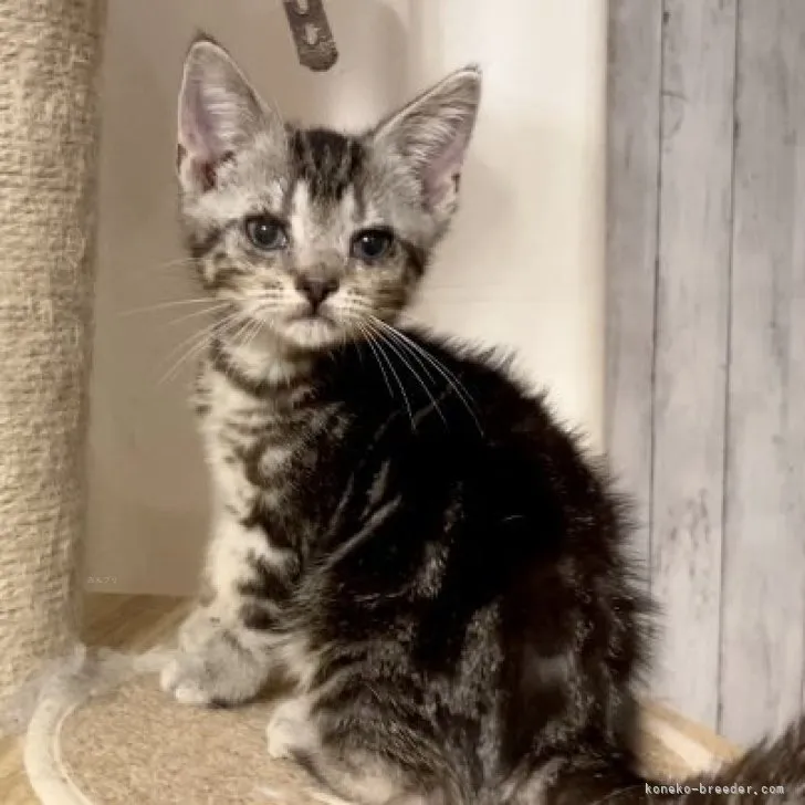ID:2310-02453の子猫
