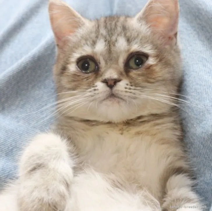 ID：2302-01310の子猫
