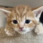 アメリカンショートヘア【東京都・男の子・2024年3月31日・レッドタビー】の写真1「かわいすぎ！」