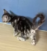 アメリカンショートヘア【東京都・男の子・2024年9月17日・ブラウンタビー】の写真3