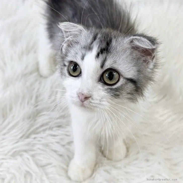 ID：2605-01912の子猫
