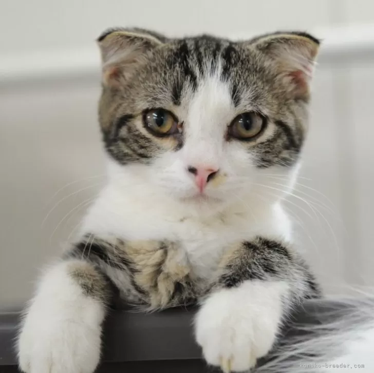 マンチカン(長足)【東京都・男の子・2025年6月9日・ブラウンタビーアンドホワイト】の写真1